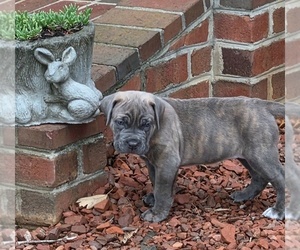 Cane Corso Litter for sale in MOORESBORO, NC, USA