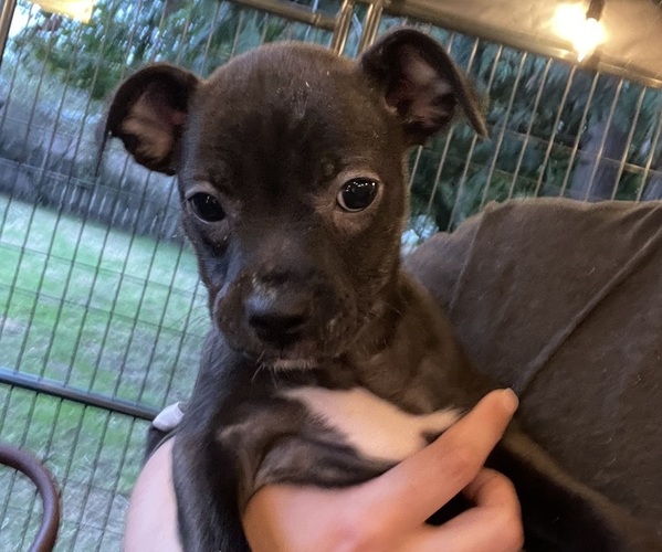 Boxer PUPPY FOR SALE ADN838842 Mini Boxer Chihuahua Puppy Female
