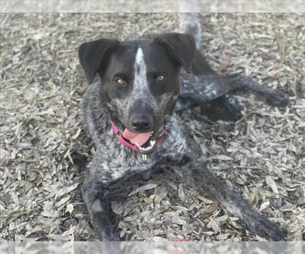 Medium Photo #3 Mutt Puppy For Sale in Martinez, CA, USA