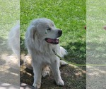 Small #4 Great Pyrenees