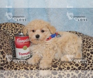 Maltipoo-Poodle (Toy) Mix Puppy for sale in SANGER, TX, USA