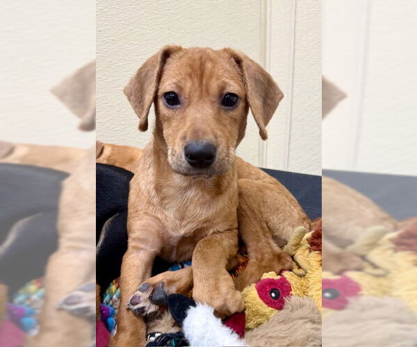 Medium Photo #1 Chiweenie Puppy For Sale in Jefferson, NJ, USA