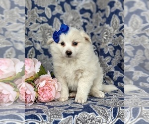 Pomimo Puppy for sale in CHRISTIANA, PA, USA