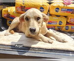 Small Labrador Retriever Mix