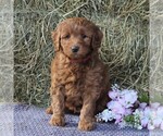 Small Photo #1 Labradoodle-Poodle (Miniature) Mix Puppy For Sale in LANCASTER, PA, USA