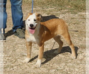 Barron - Male Great Pyrenees-Mastiff Mix Dog for Adoption