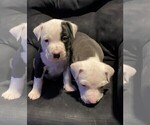 Small Photo #18 American Pit Bull Terrier Puppy For Sale in ELMA, WA, USA