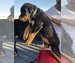 Small Photo #9 Rottweiler Puppy For Sale in FORT WORTH, TX, USA