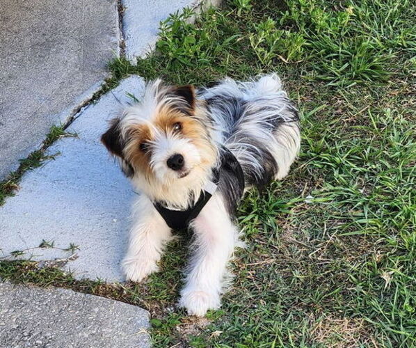 Medium Photo #1 Yorkshire Terrier Puppy For Sale in CENTER HILL, FL, USA
