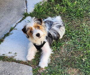 Yorkshire Terrier Puppy for sale in CENTER HILL, FL, USA