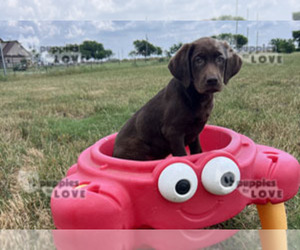 Labrador Retriever Dog for Adoption in SANGER, Texas USA