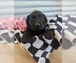 Small Photo #7 Golden Labrador Puppy For Sale in CAMERON, MO, USA