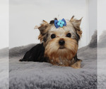 Small #3 Yorkshire Terrier