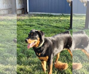 Rottweiler-Unknown Mix Dogs for adoption in MIDWAY, UT, USA