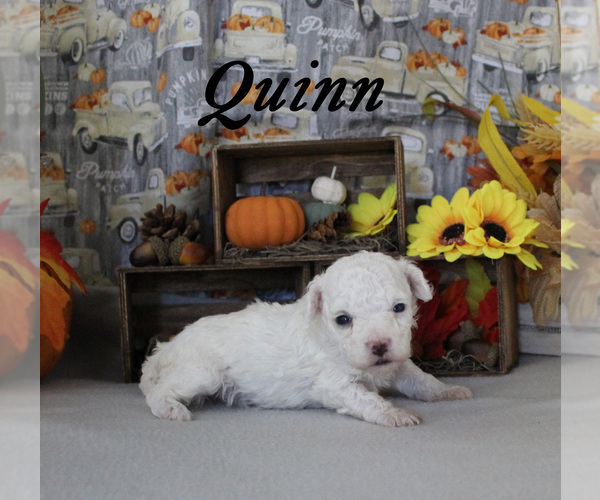 Medium Photo #9 Poodle (Toy) Puppy For Sale in CHANUTE, KS, USA