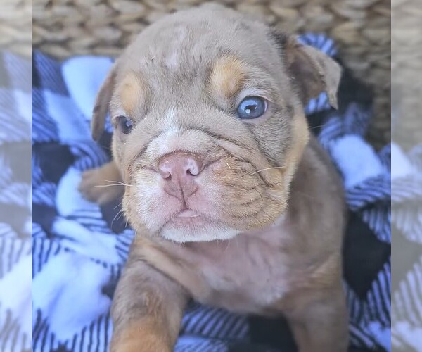 Medium Photo #4 Bulldog Puppy For Sale in RIVERSIDE, CA, USA