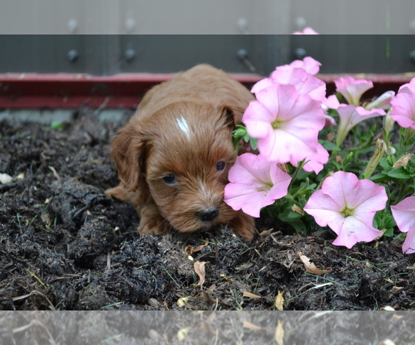 Medium Photo #2 Cavapoo mix (+ Poodle Miniature) Puppy For Sale in GREENWOOD, WI, USA