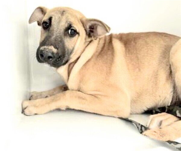 Medium Photo #1 Labrador Retriever-Unknown Mix Puppy For Sale in Houston, TX, USA