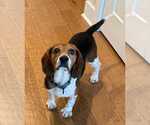 Small #7 Beagle