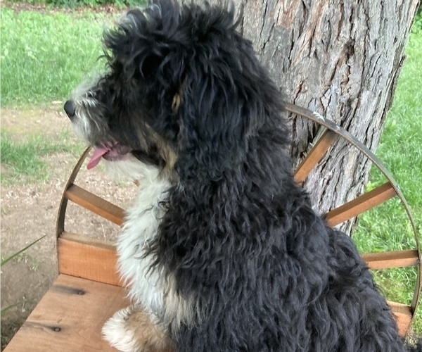 Medium Photo #2 Miniature Bernedoodle Puppy For Sale in APPLE CREEK, OH, USA