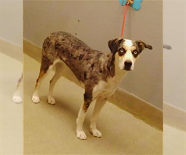 Medium Photo #1 Catahoula Leopard Dog-Unknown Mix Puppy For Sale in Las Vegas, NV, USA