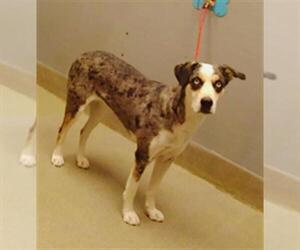Catahoula Leopard Dog-Unknown Mix Dogs for adoption in Las Vegas, NV, USA