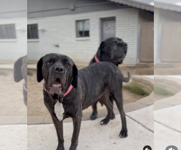 Medium Photo #1 Mastiff Puppy For Sale in Goodyear, AZ, USA