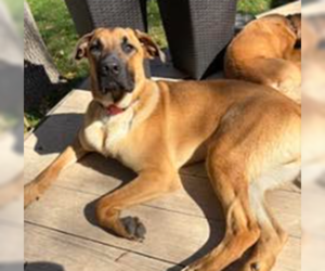 Great Dane-Unknown Mix Dogs for adoption in Brooklyn Center, MN, USA