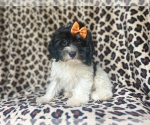 Cavapoo Puppy for sale in LAKELAND, FL, USA