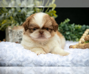 Medium Shih Tzu