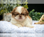 Puppy Teddy Shih Tzu