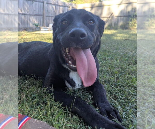 Medium Photo #2 Labrador Retriever-Unknown Mix Puppy For Sale in Oakhurst, NJ, USA