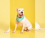 Small #2 American Bulldog Mix
