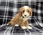 Small #5 Cavapoo (Miniature)
