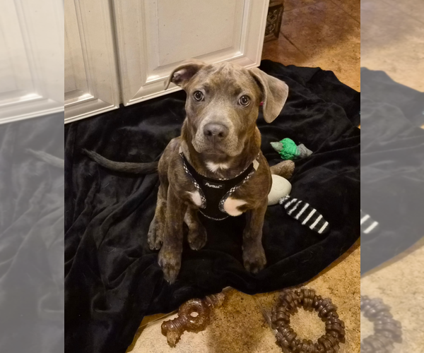 Medium Photo #13 American Pit Bull Terrier-Unknown Mix Puppy For Sale in Holly Springs, NC, USA