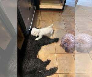 Tokyo - Male Poodle (Toy) Dog for Adoption - Photo #4
