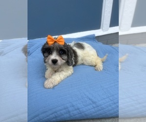 Cavachon Puppy for sale in RANDOLPH, MA, USA