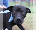 Small American Staffordshire Terrier Mix