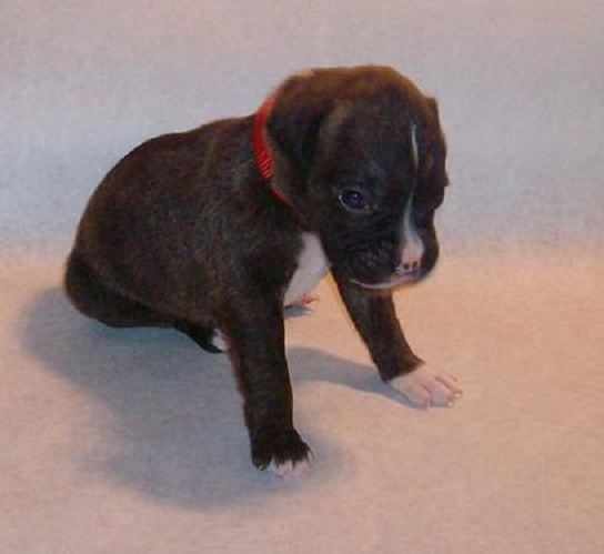 Medium Photo #1 Boxer Puppy For Sale in FORT WORTH, TX, USA