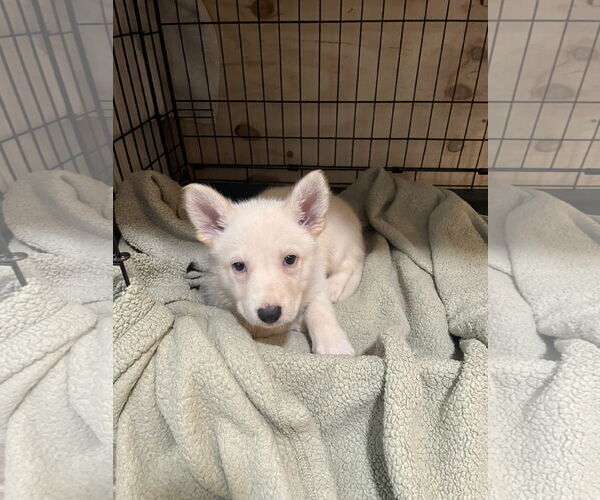 Medium Photo #3 German Shepherd Dog-Unknown Mix Puppy For Sale in Seattle, WA, USA
