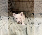 Small #2 German Shepherd Dog Mix
