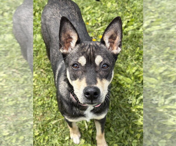 Medium Photo #4 Mutt Puppy For Sale in Jefferson, WI, USA