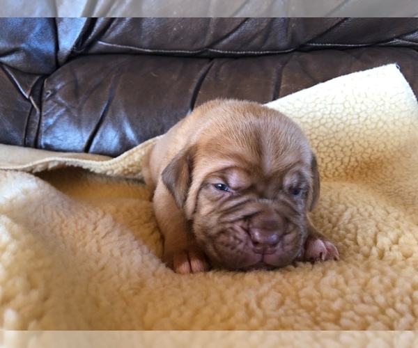 Medium Photo #4 Dogue de Bordeaux Puppy For Sale in INKOM, ID, USA