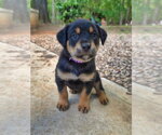 Small Shepweiller