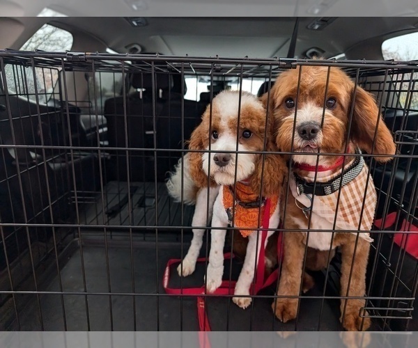 Medium Photo #1 Cavapoo (Miniature) Puppy For Sale in SISTERS, OR, USA