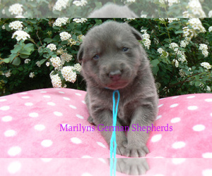 German Shepherd Dog Puppy for sale in PIEDMONT, MO, USA