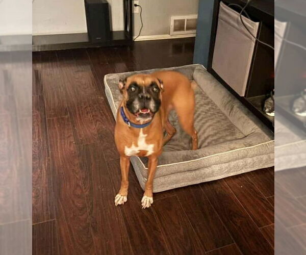 Medium Photo #4 Boxer Puppy For Sale in Burnsville, MN, USA
