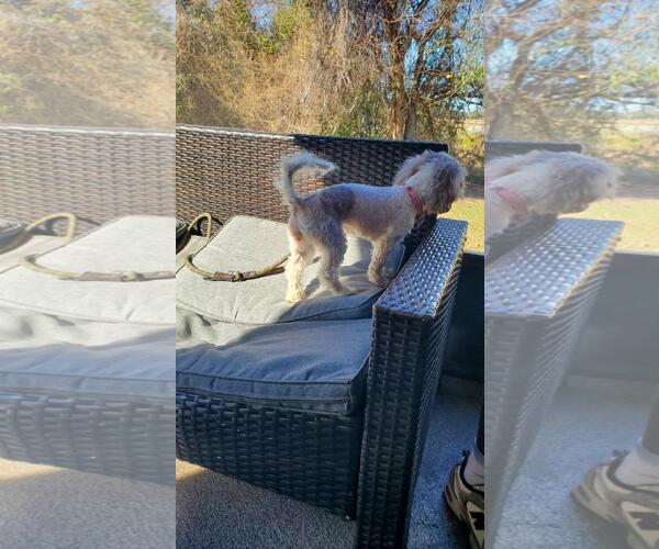 Medium Photo #6 Maltese-Unknown Mix Puppy For Sale in Rootstown, OH, USA