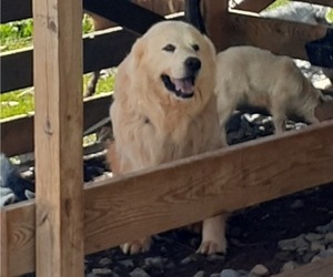 Father of the Great Pyrenees puppies born on 06/04/2021