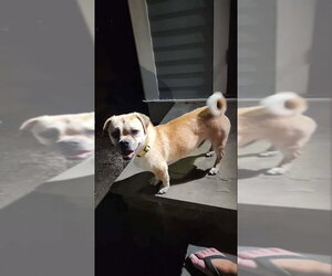 Pugslie *Adopt or Foster* - Male Pug Dog for Adoption - Photo #2